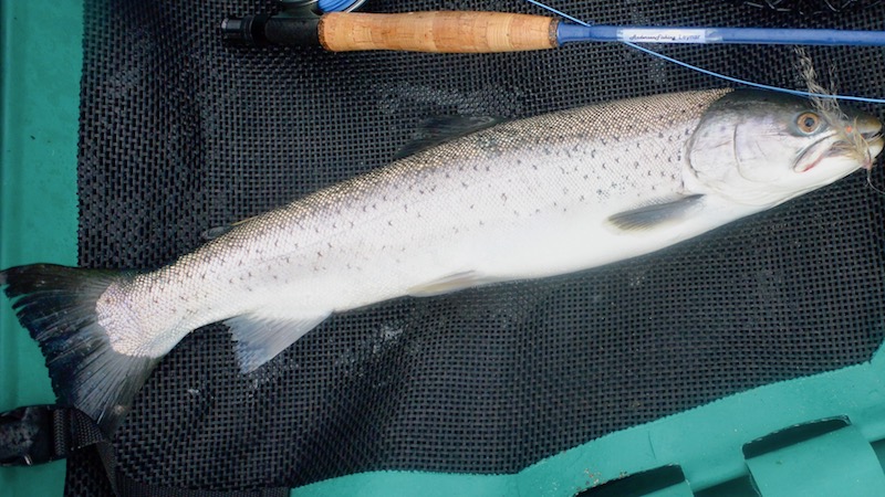 170421 skillinge seatrout