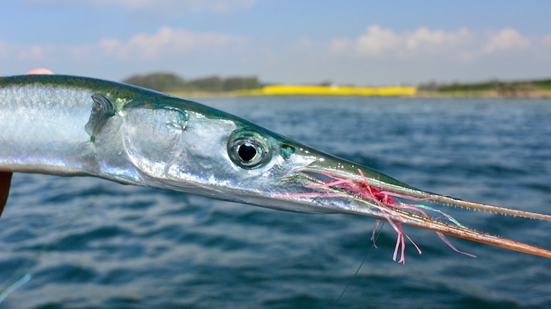 170514 fyn dagens hornfisk