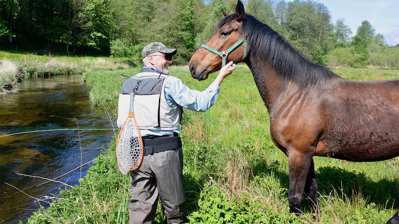 170522 villestrup hest