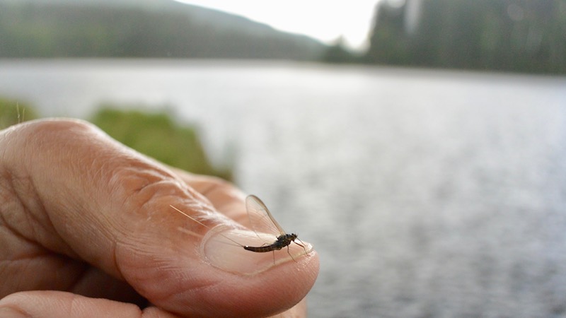 Bäetis Rhodani 170625 rena rhodani
