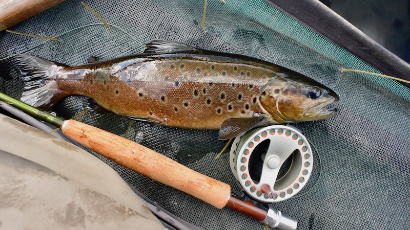 Ørred fra Rena 170628 rena dark trout
