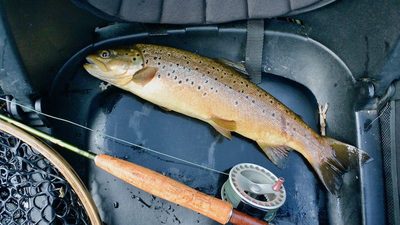 Ørred fra Rena 170628 rena trout