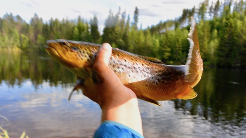 Rena ørred 170629 rena upstream bridge trout
