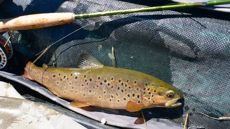 Bækørred 170705 rena trout