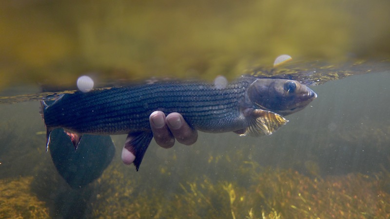 Grayling Stalling Harr 170719 rena holmbo grayling