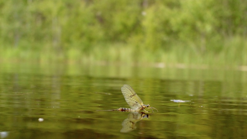 Emphemera Danica 170719 rena holmbo mayfly