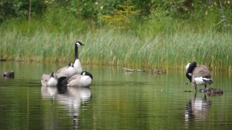 Gæs 170723 rena goose