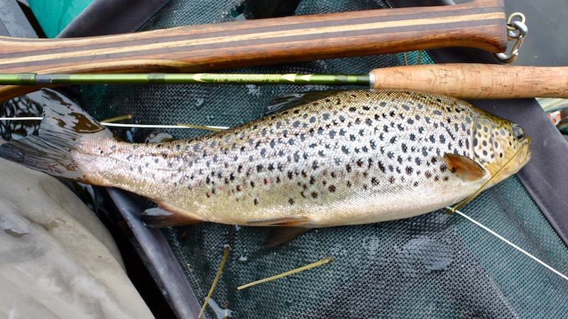 Rena ørred 170723 rena trout