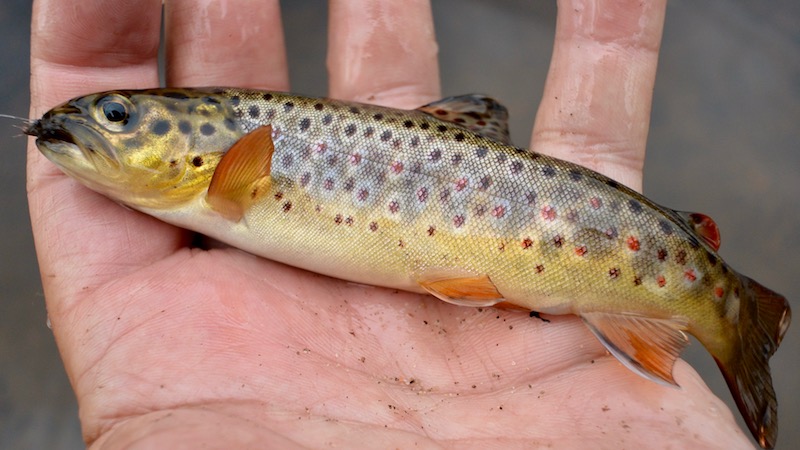 Bækørred 170726 rena lake trout