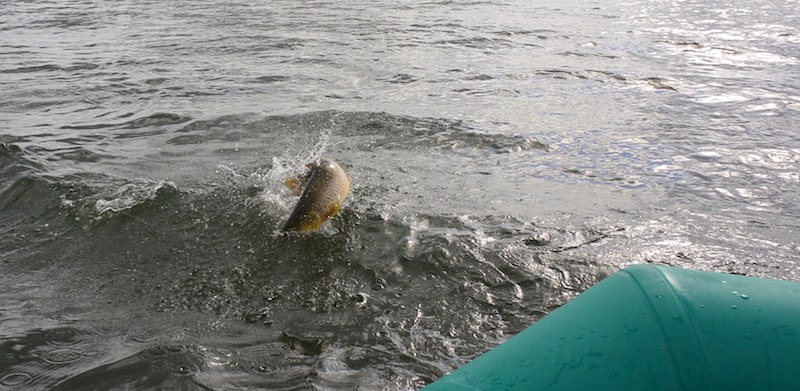 170804 mariager lergrav spring fisk