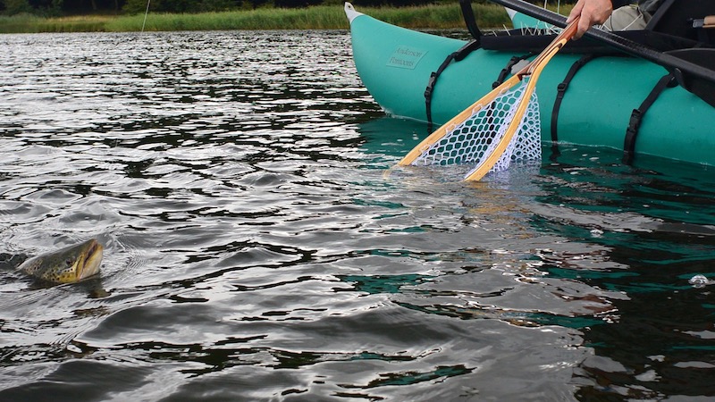 Havørred på tørt 170805 mariager bjarneBleic landing