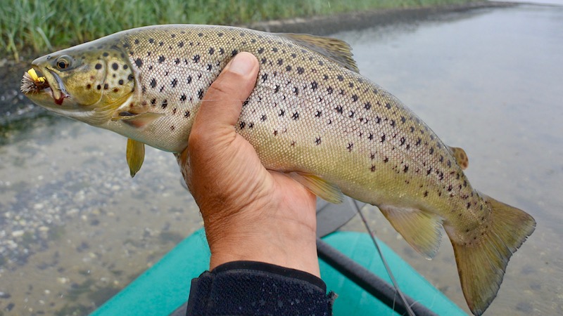 170807 mariager trout flies