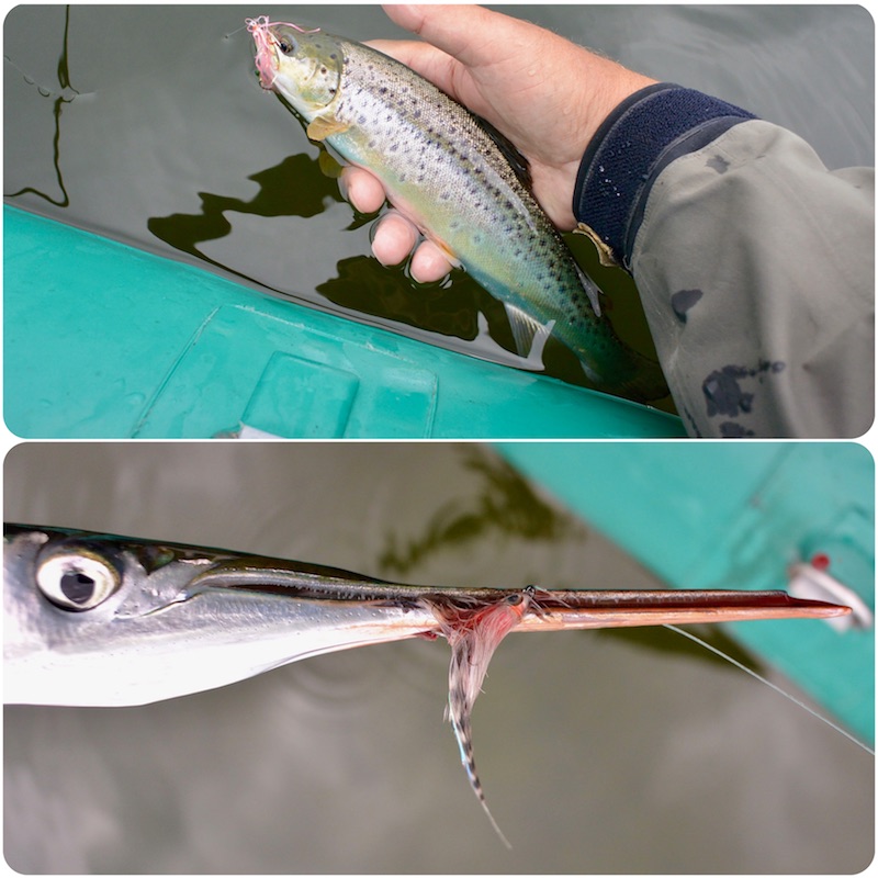 Ørred og hornfisk 170811 udbyhoj horn trout