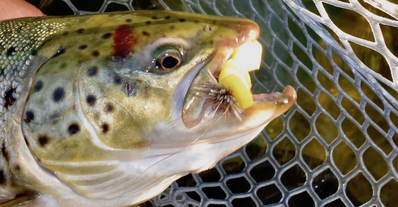 170813 Mariager skumdyret trout