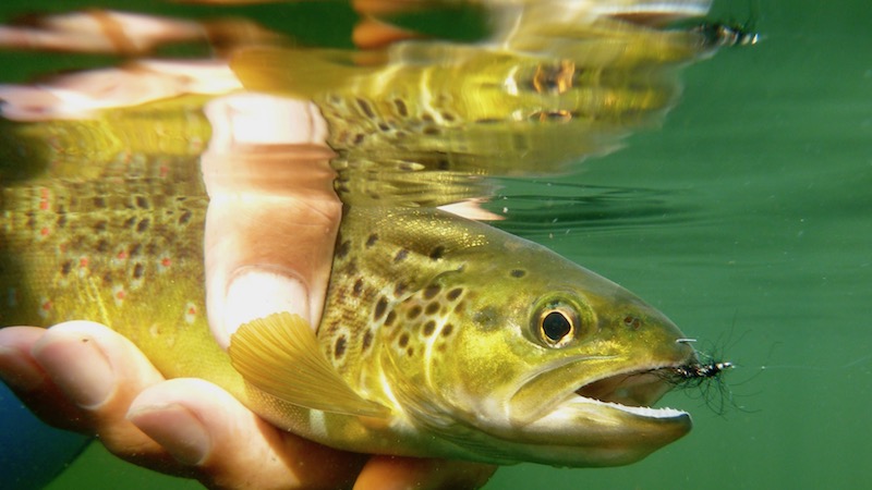 170912 milldam brown trout 