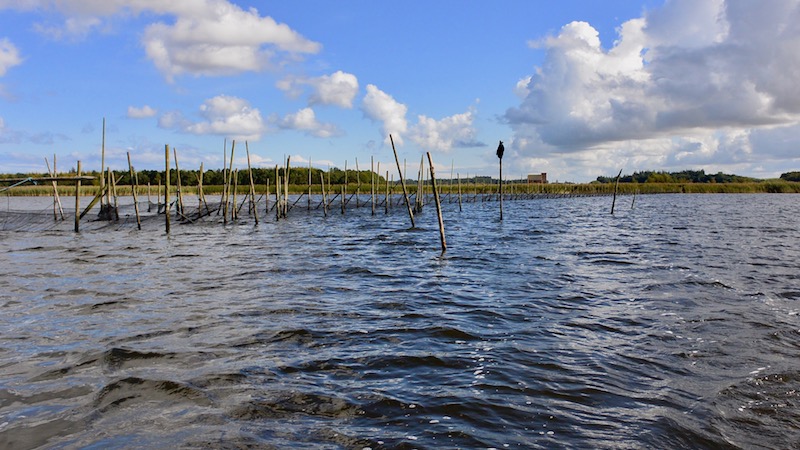 Bundgarn 170915 randers fjord nets