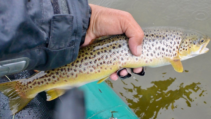 171007 randers fjord trout