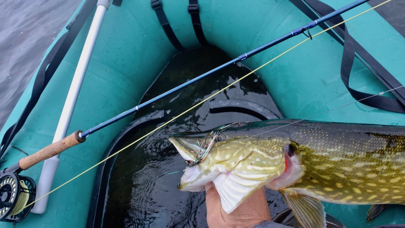 Geddegrej 171101 Sturkisland pike