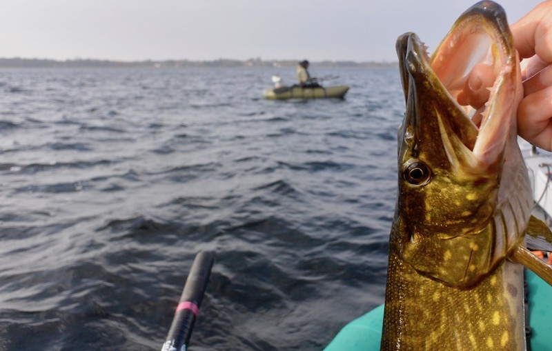 171104 sturkoe gedde lars