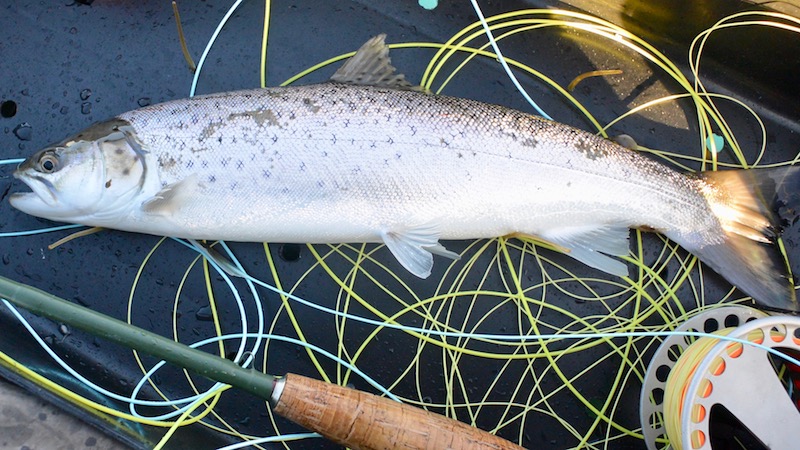 171125 fjellerup seatrout
