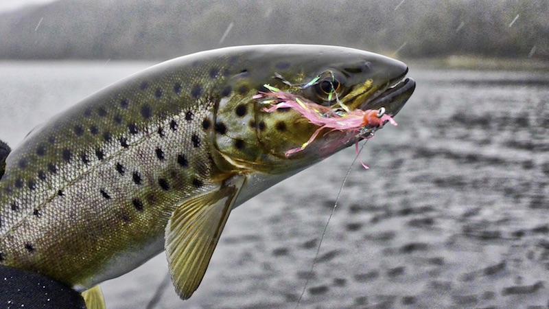 Fjordørred 171218 eagelbay fjord trout