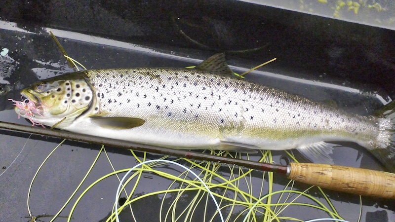 Havørred 171218 eagelbay silver trout