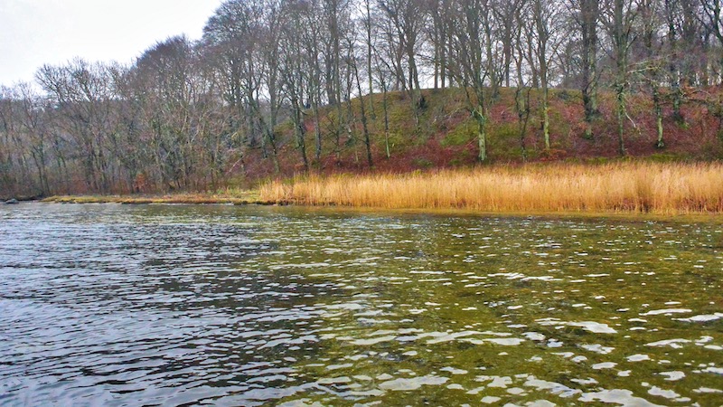 Ørnedalsbugten 171225 eaglewalley clear water bank