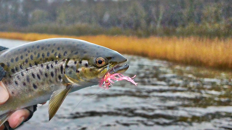 Ørred 171225 eaglewalley trout