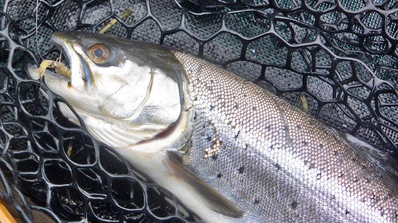 Havørred 180102 kongsdal seatrout