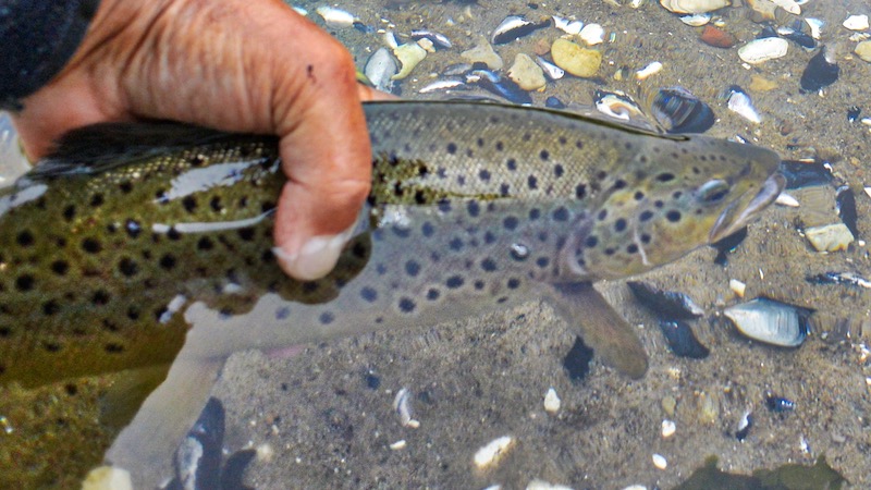 Catch and Release 180121 hobro trout cr