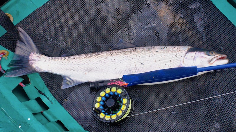 180127 kystvejen seatrout