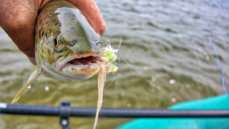Ørred 180301 Hobro trout