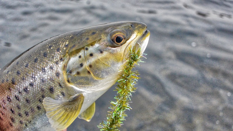 180409 mariager trout seaworm