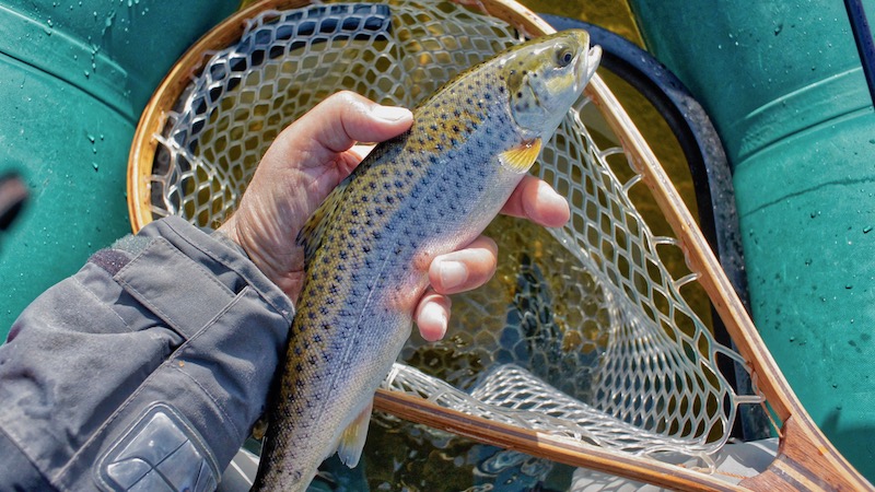 Havørred 180422 udbyhoj seatrout