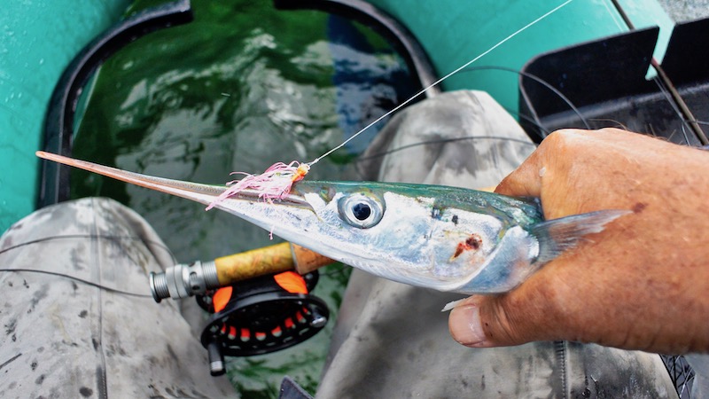 180427 fjellerup hornfisk
