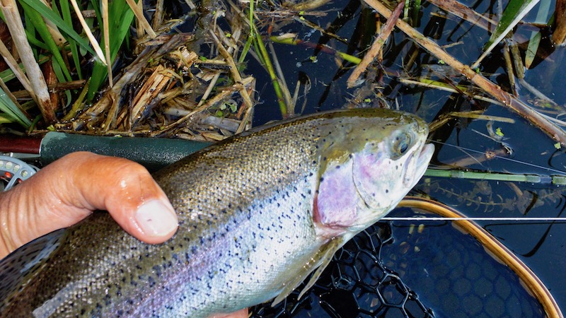 Ørred 180516 milldam rainbow