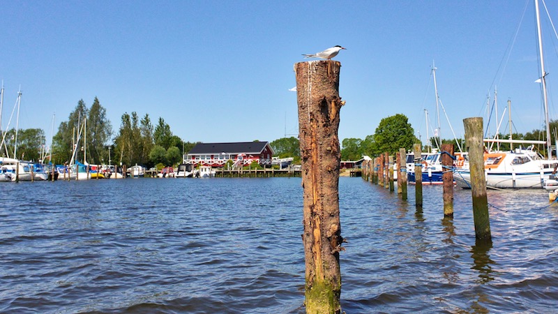 Dronningborg Lystbådehavn 180522 bredningen havnen