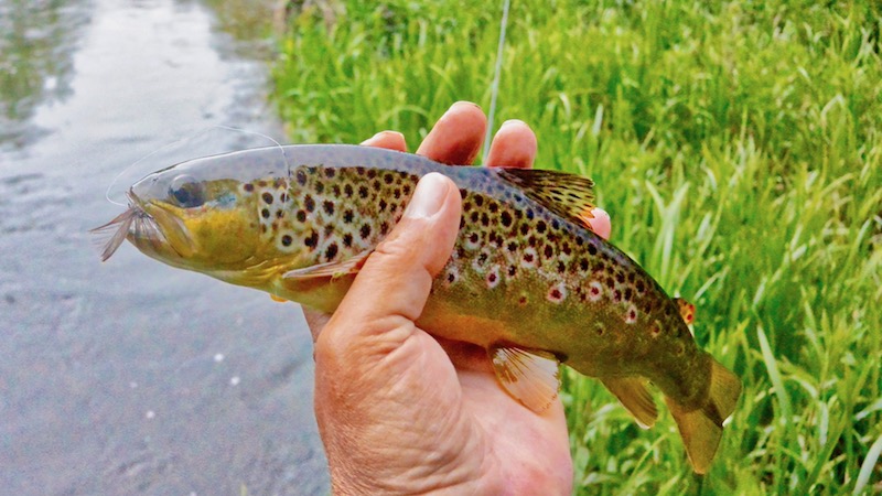 180614 villestrup brown trout 