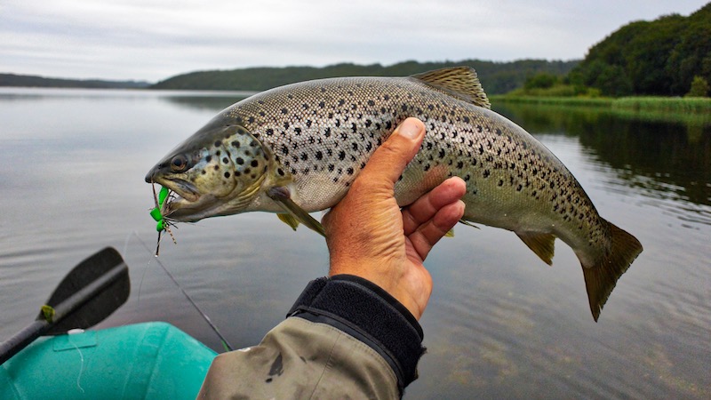 Ørred på skumflue 180620 eaglebay trout