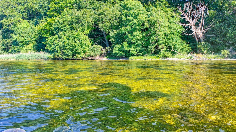 Mariager Fjord 180622 vive clear water