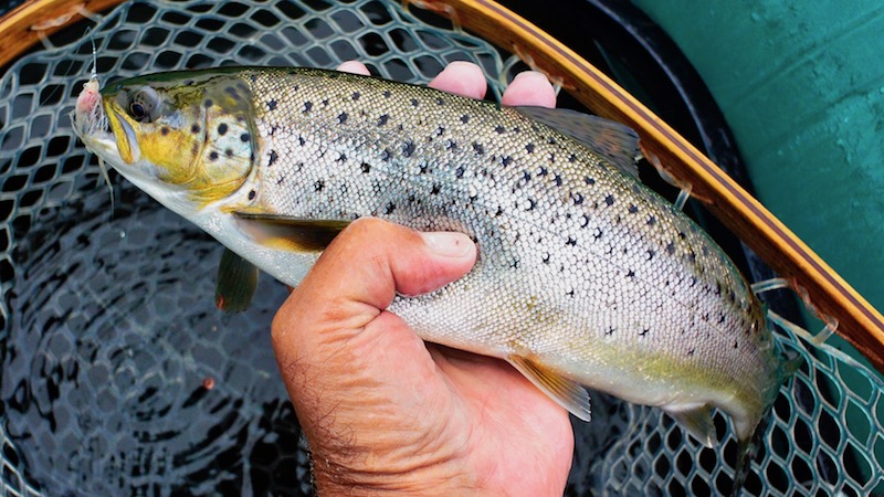 Havørred 180622 vive trout