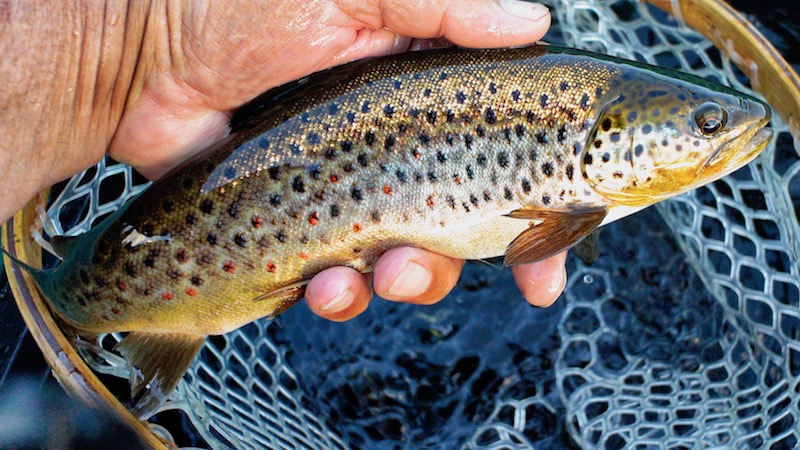 180626 rena deset brown trout