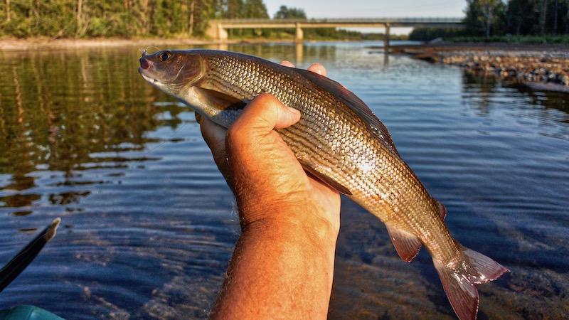Stalling 180702 deset grayling