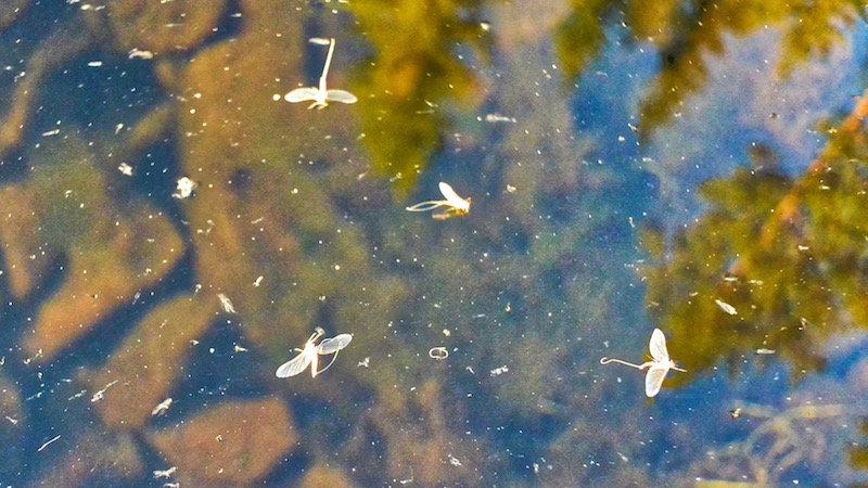 Spinnerfald 180702 deset spinner fall