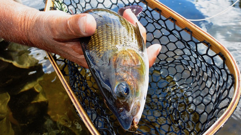 180711 deset grayling net