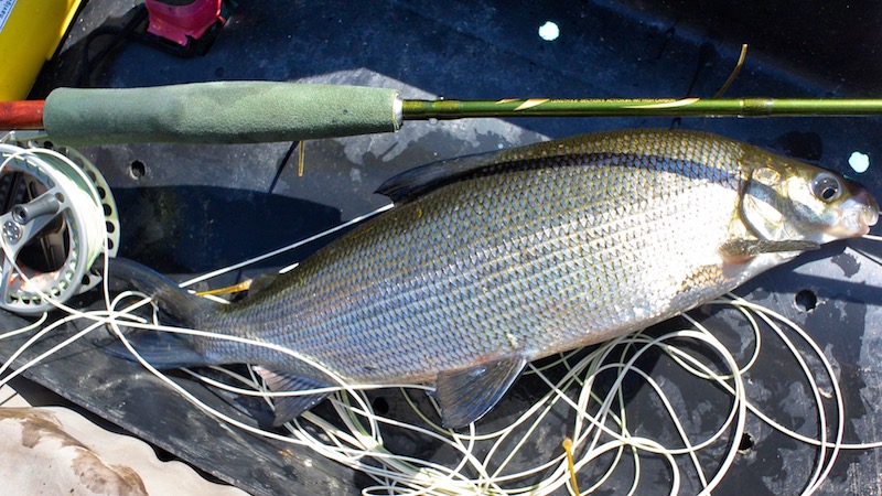 180713 holmbo grayling