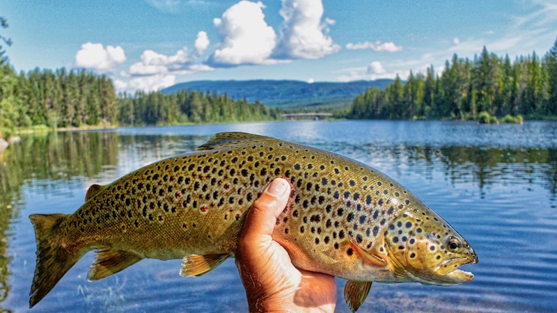 180713 holmbo trout