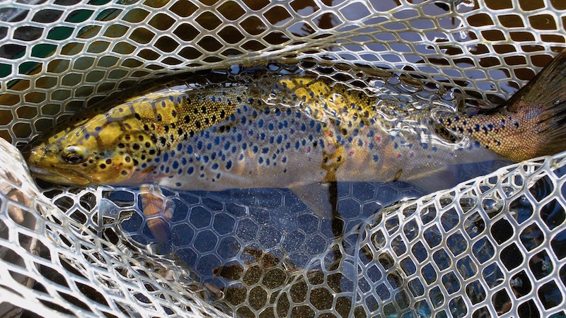 180713 holmbo trout net