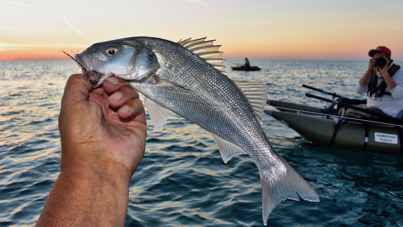 180727 vesterhavet havaborre