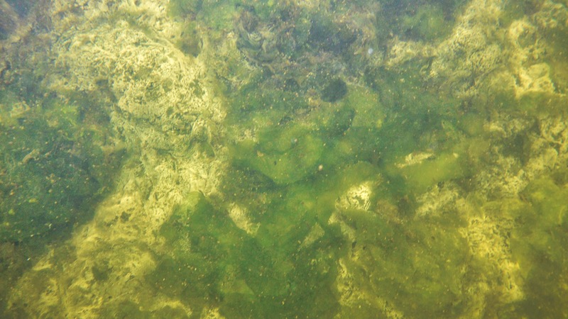 180812 oernedalen Ligtaeppe